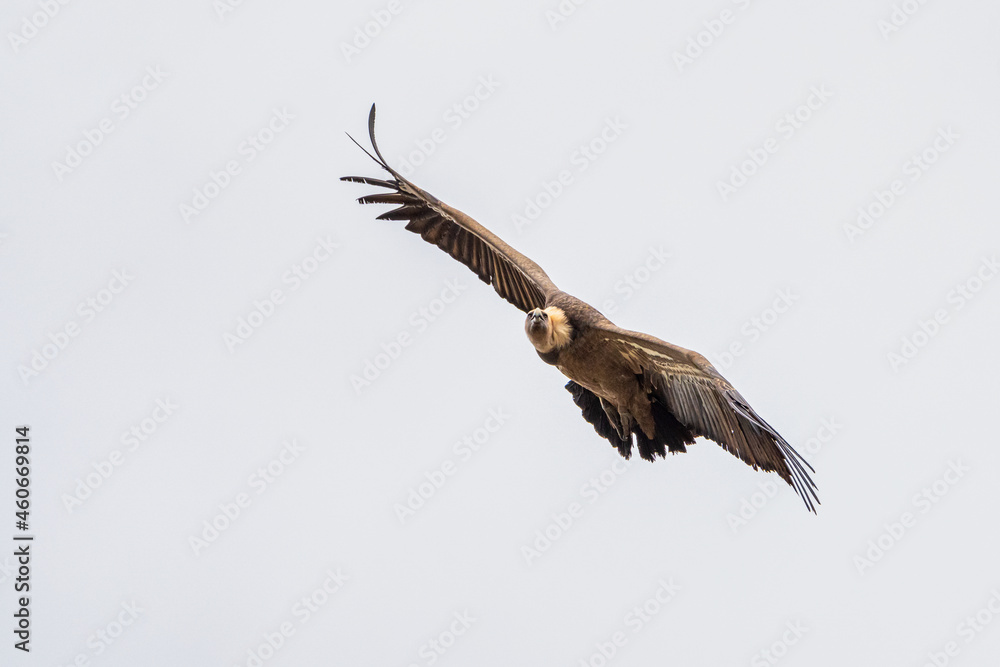 Griffon vulture, Gyps fulvus in Monfrague National Park. Extremadura, Spain Griffon vulture, Gyps fulvus in Monfrague National Park. Extremadura, Spain