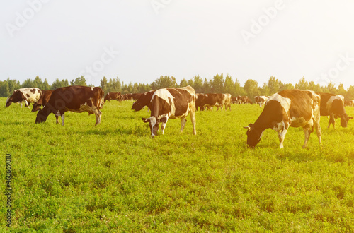 A herd of cows graze in the field.