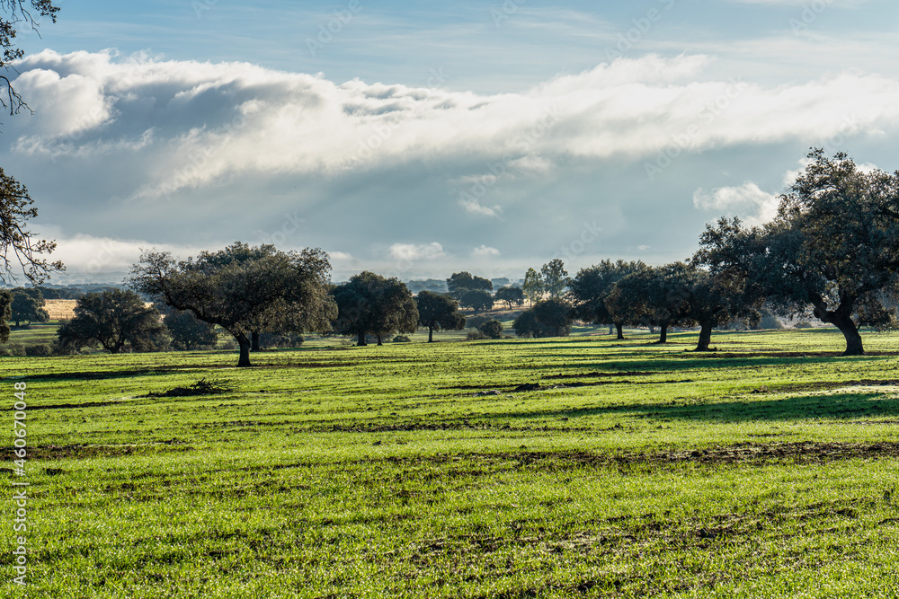 Olive trees in the fields of Extremadura in Zorita near Trujillo, Spain Olive trees in the fields of Extremadura in Zorita near Trujillo, Spain