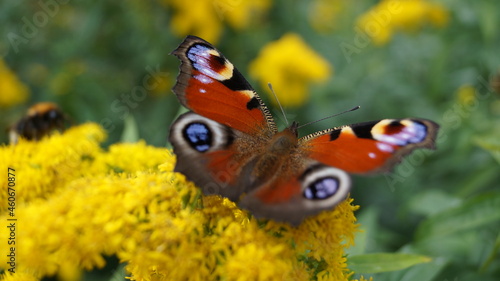 the butterflies suckle fresh nectar in autumn