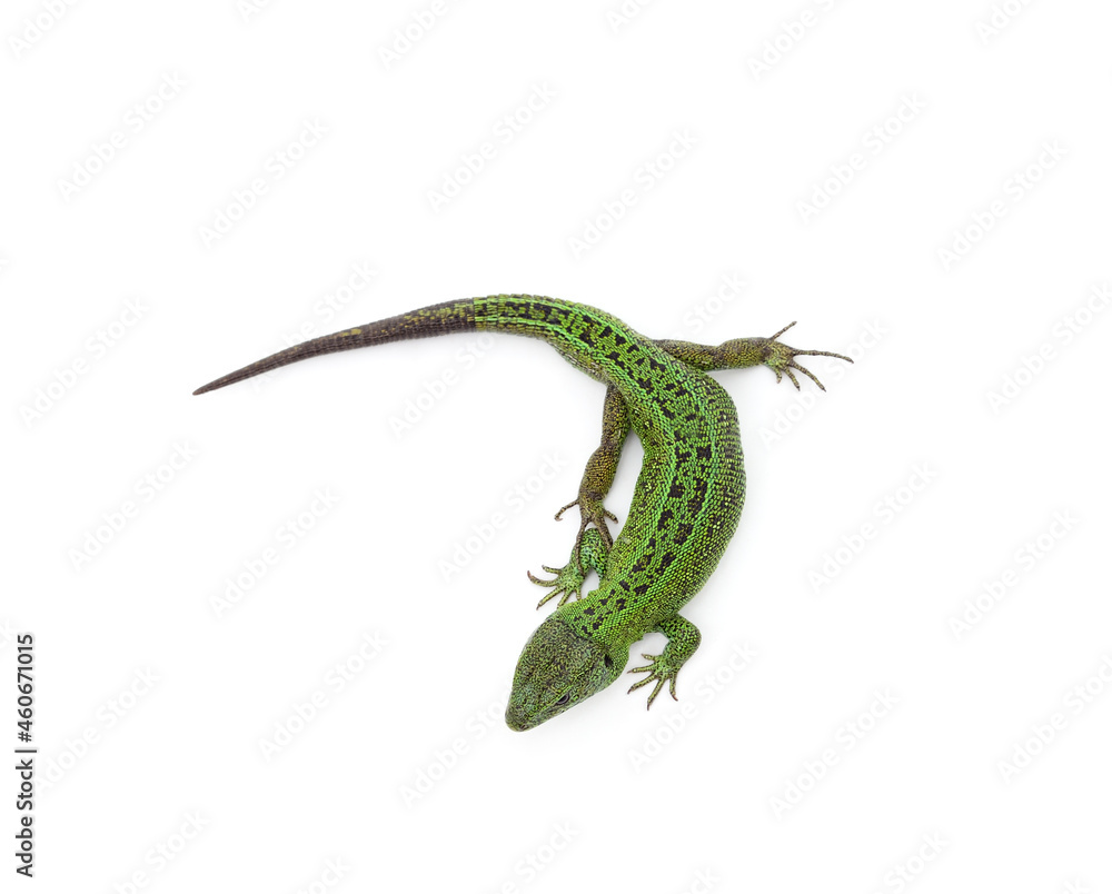 Green beautiful lizard. Green beautiful lizard.