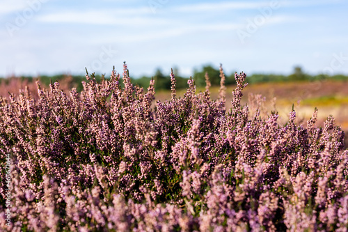 Close up of vibrant purple heather in full bloom on Suffolk heathland which is an Area of Outstanding Natural Beauty