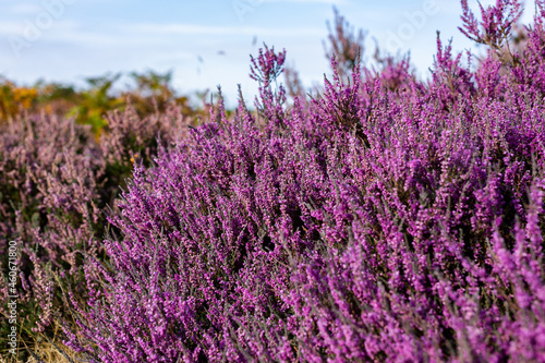 Close up of vibrant purple heather in full bloom on Suffolk heathland which is an Area of Outstanding Natural Beauty