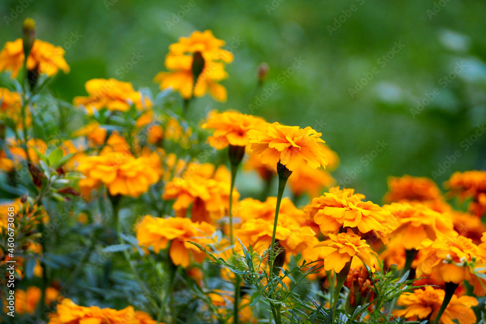 many yellow flowers of the marigold species grow in the garden many yellow flowers of the marigold species grow in the garden