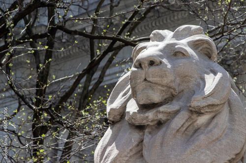 Stone lion outside the New York Public Library. Seen from below and close. photo