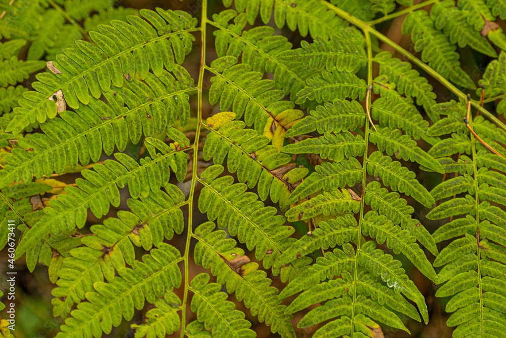 green fern leaves green fern leaves