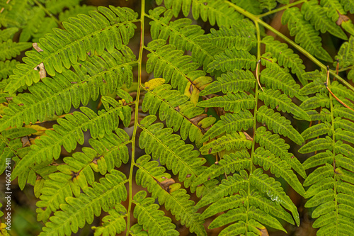 green fern leaves