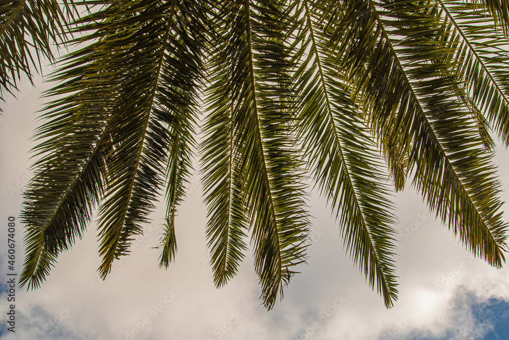 branch of palm tree close up branch of palm tree close up
