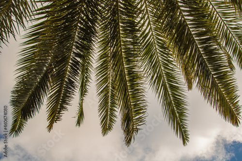 branch of palm tree close up