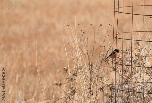 European Stonechat on a fence. Wildlife scene from nature photo