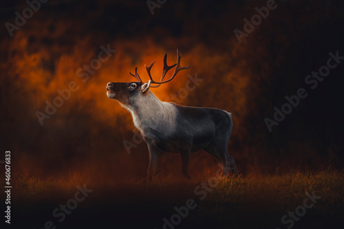 Foto Reindeer in the autumn sun in Norway