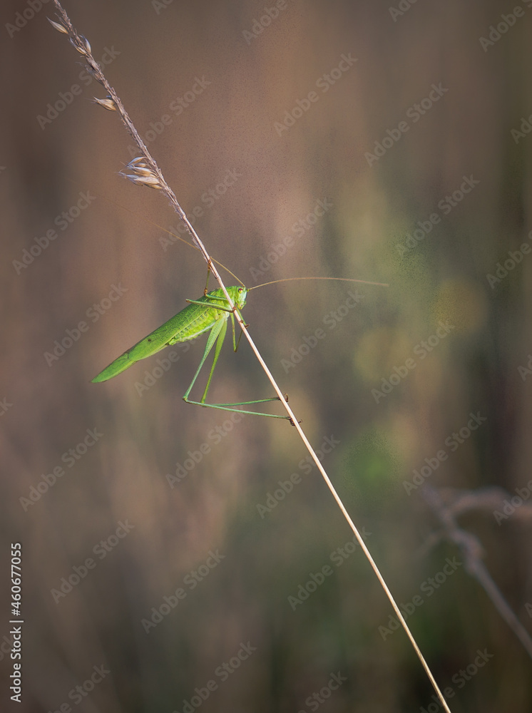 insekt, charakter, zwierzak, konik polny, gras, wazka, makro, feuille, roślin, bugów, dzika natura, modliszka, insekt, bliska, drzew, fauna, jary, lato, fruwać, skrzydła, modliszka, jardin, bliska, mo insekt, charakter, zwierzak, konik polny, gras, wazka, makro, feuille, roślin, bugów, dzika natura, modliszka, insekt, bliska, drzew, fauna, jary, lato, fruwać, skrzydła, modliszka, jardin, bliska, mo