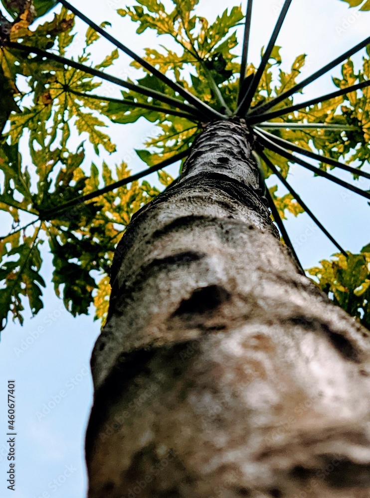Fototapeta premium tree in the forest