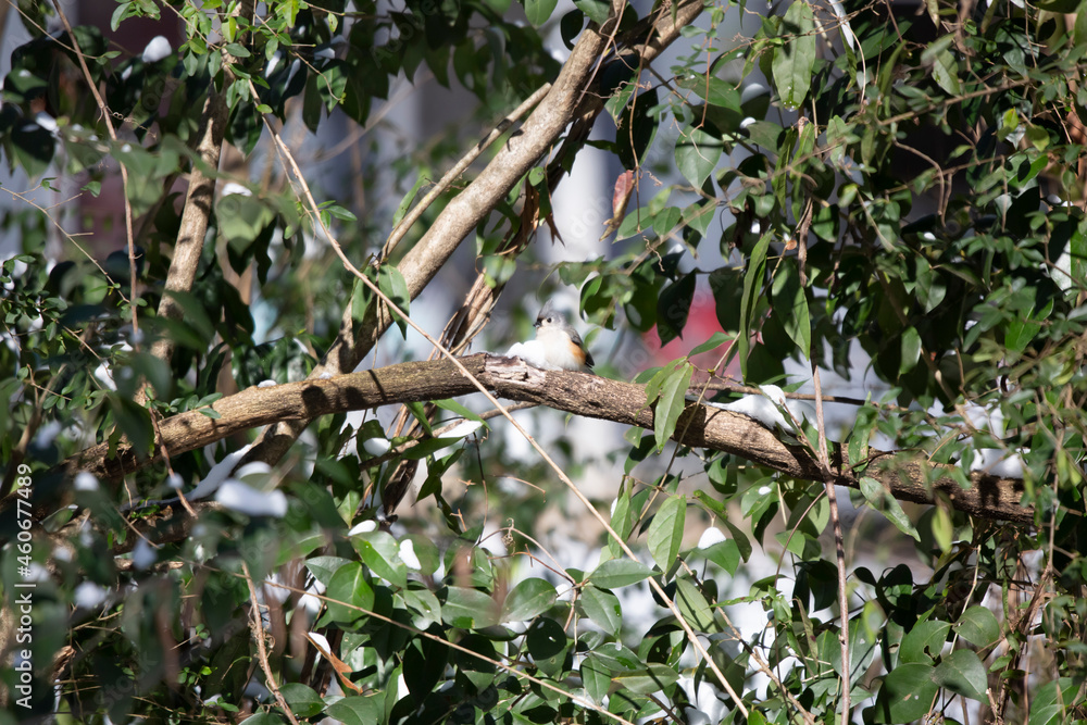 Tufted-Titmouse Foraging on Snow Tufted-Titmouse Foraging on Snow