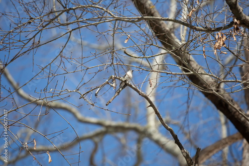 Tufted-Titmouse Looking Out Majestically