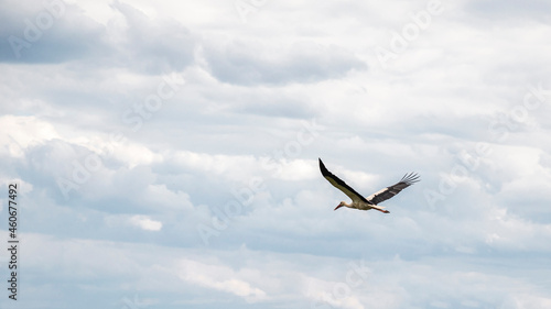 Stork among the clouds