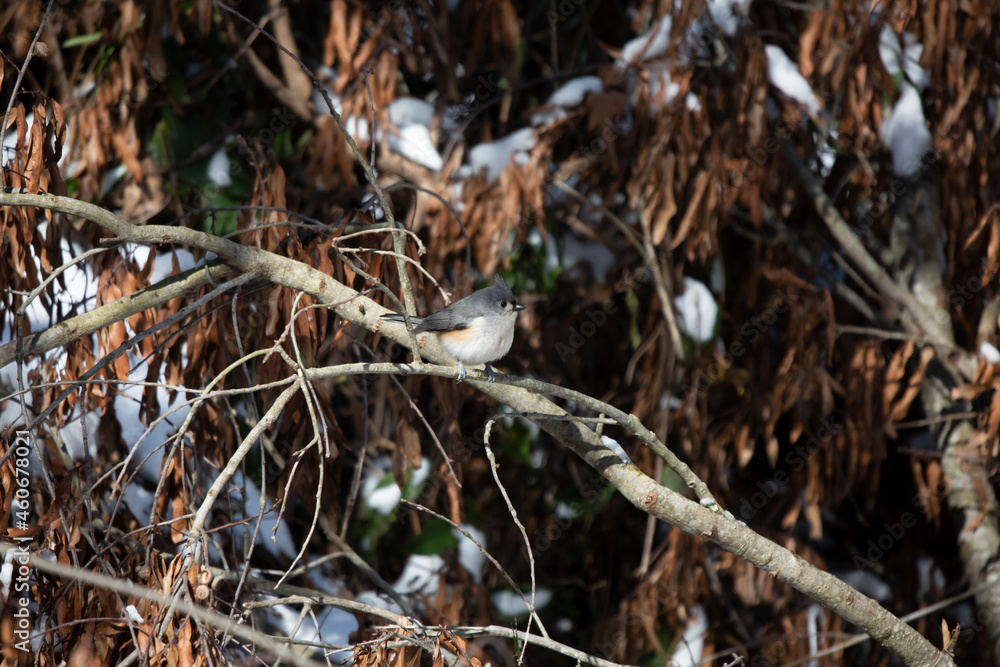 Majestic and Curious Tufted-Titmouse