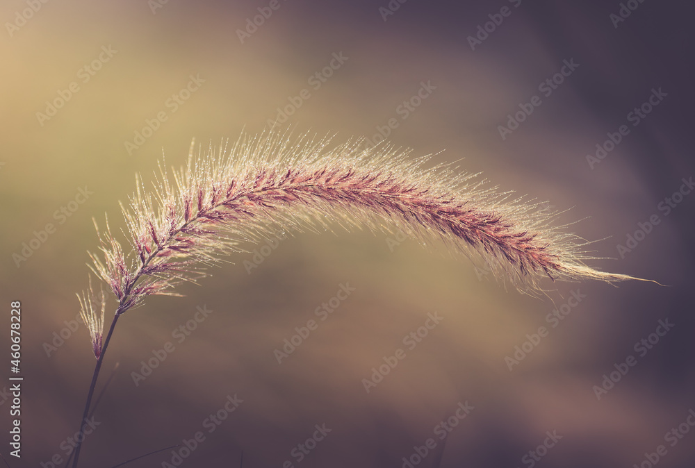 roślin, charakter, gras, kwiat, oset, nienasycony, jesienią, makro, hayfield, flora, jardin, dzika, pola, jary, pora roku, chwast, kwiat, lato, opad, beuty, braun, suszone, nasienie, mechaty, zima