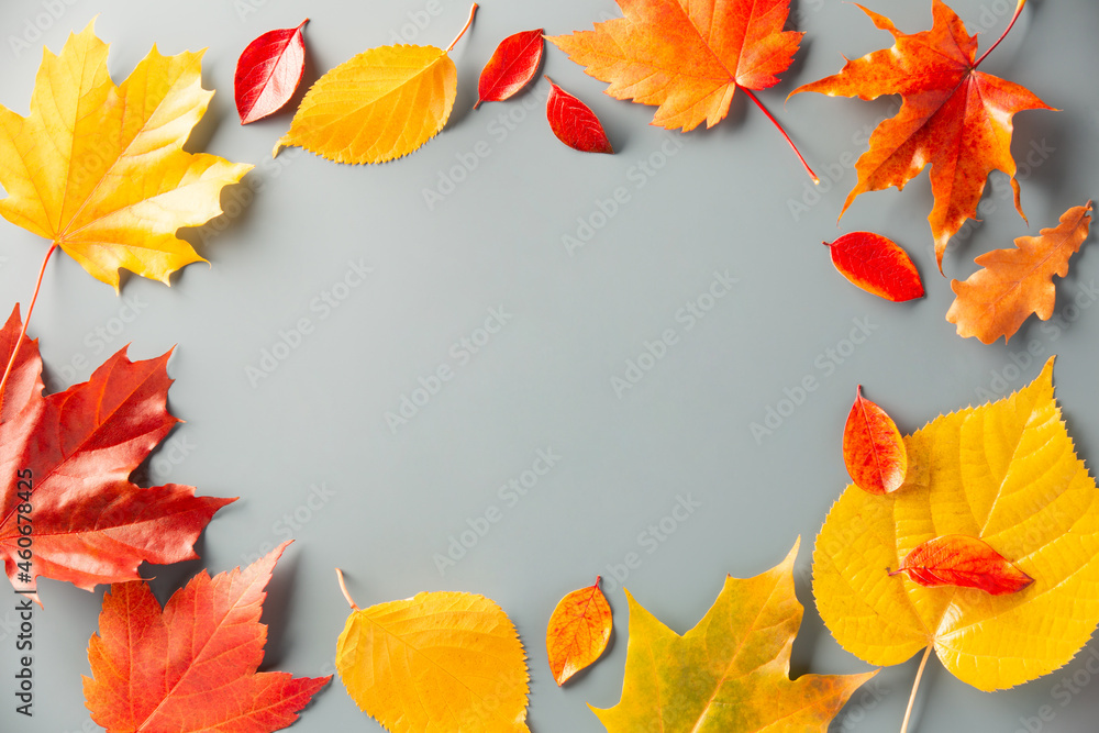 Autumn leaves. Red, yellow leaves on grey background top view. Space for text.