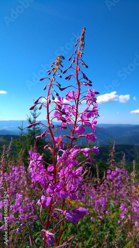 flowers and sky