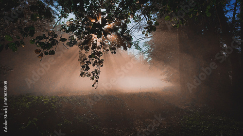 sunlight in the forest