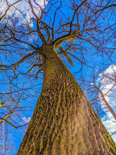 tree in the sky
