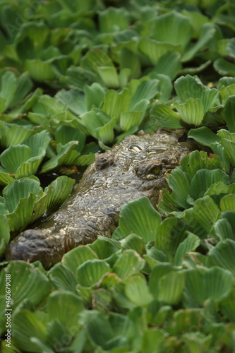 crocodile inside a swamp with plants