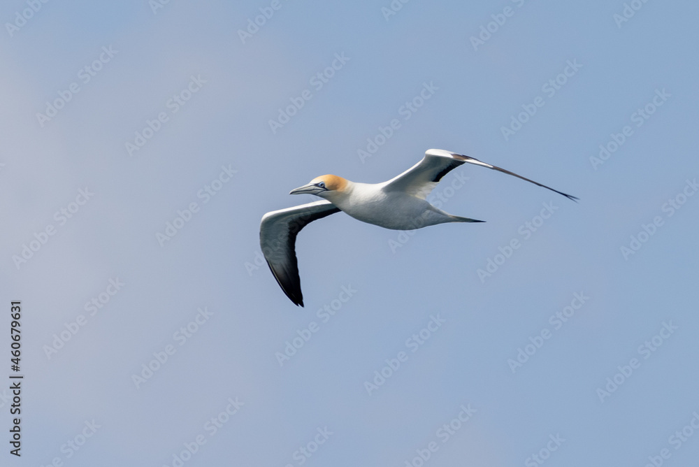 Obraz premium Australasian Gannet in New Zealand