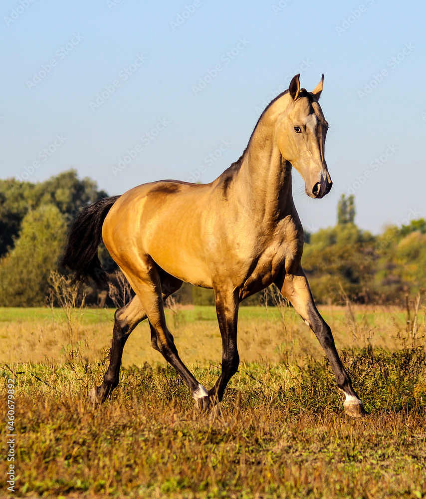 horse in the field,  golden horse runs through the meadow at dawn,