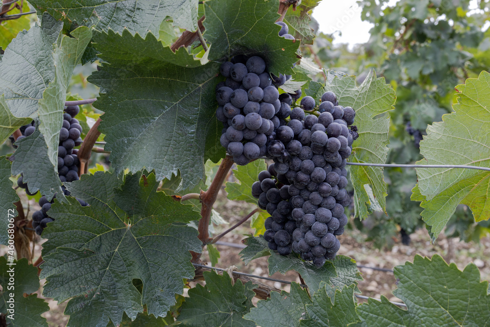 a bunch of blue grapes ready to harvest in a vineyard