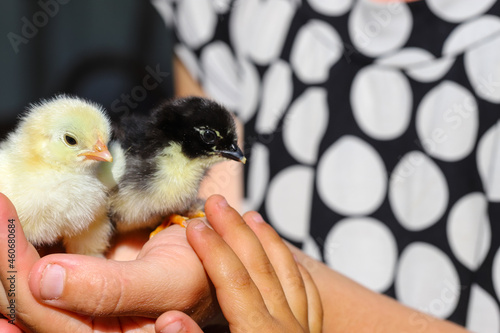 Little newborn fluffy chicks in a woman's palm - close up. Countryside, agriculture. Chickens in the palm