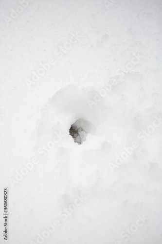 Animal Burrow in the Snow