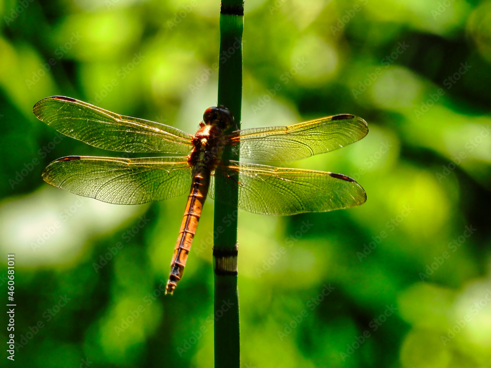 Dragonfly Dragonfly