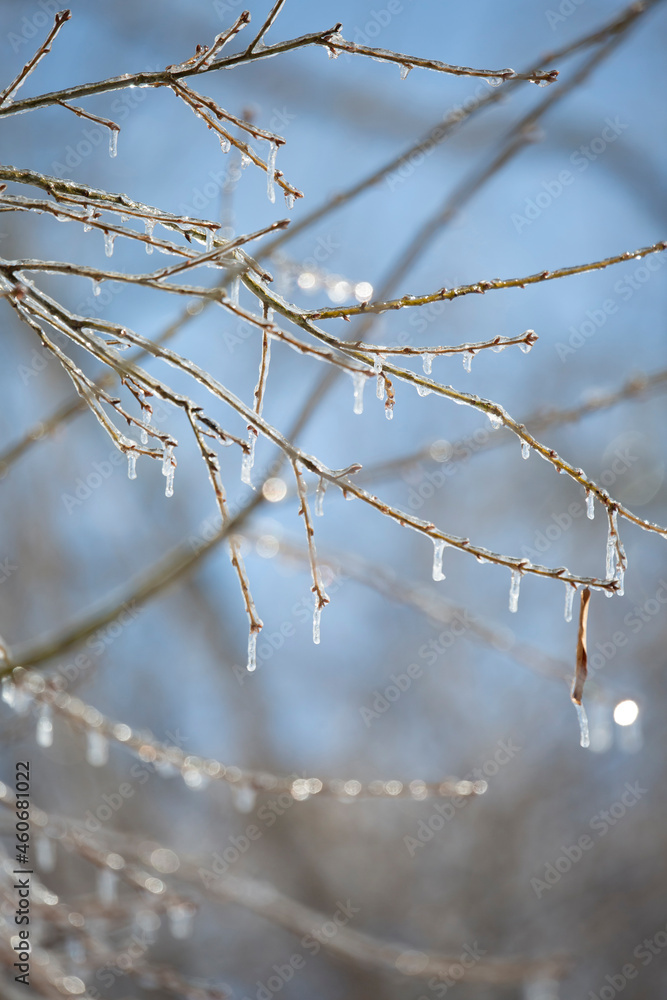Ice on a Tree