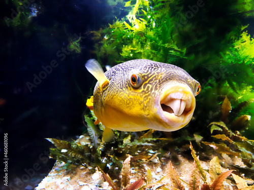 Kongo-Kugelfisch (Fahaka Pufferfish) in aquarium