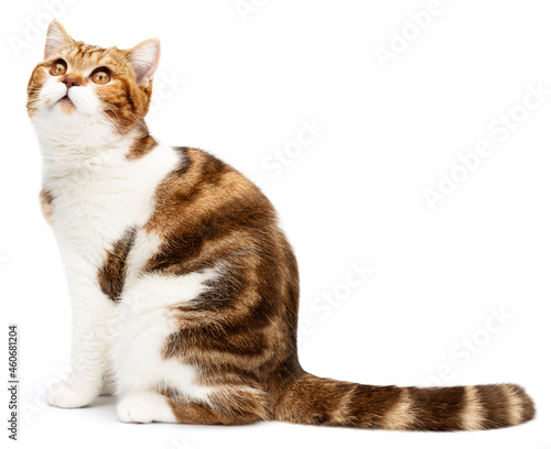 Cat with stripes tail sitting isolated on white background. Funny Cat looking to up from camera. British shorthair marble with beautiful cute big eyes. Side view