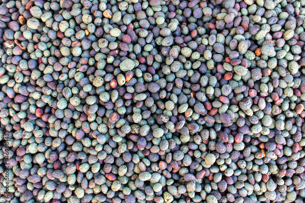 Roasted terebinth fruits. The main ingredient in traditional Kurdish coffee drinks - menengic. Roasted terebinth fruits. The main ingredient in traditional Kurdish coffee drinks - menengic.