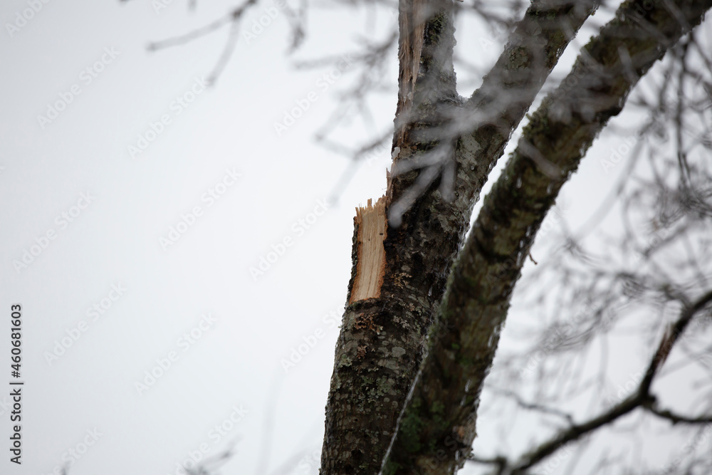 Broken Tree on a Gray Day