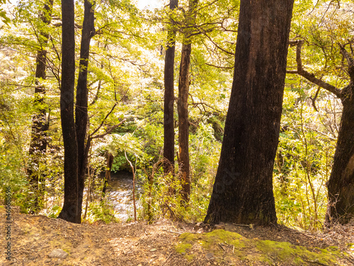 Black Beech Tree in New Zealand