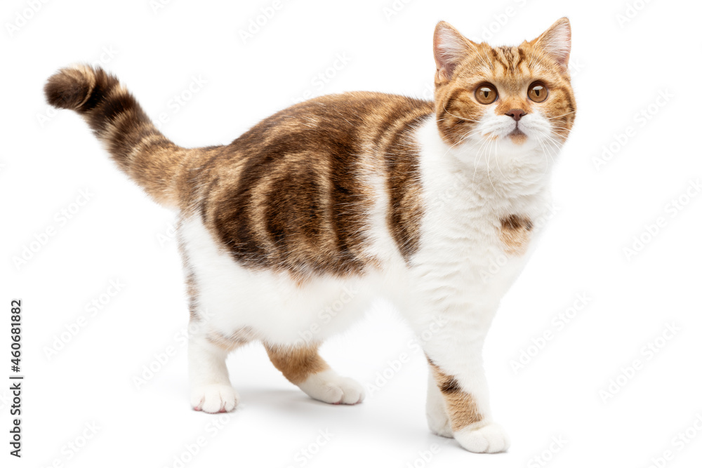 Cute cat walk isolated on white. Happy and beautiful cat looking in camera. Studio shot. Side view