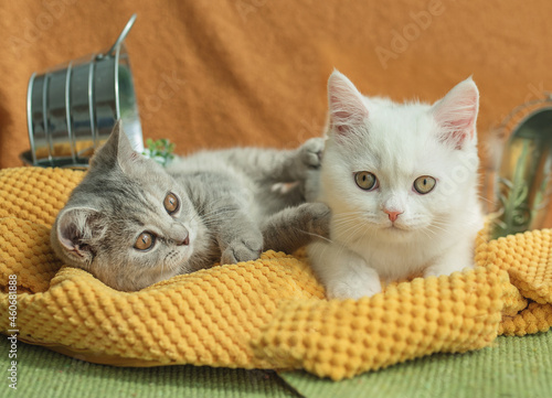 cat, animal, kitten, pet, feline, domestic, fur, pets, kitty, eyes, cute, mammal, nature, animals, eye, tabby, furry, hair, looking, ears, whiskers, cats, head, baby, shorthair, White cat, gray cat photo