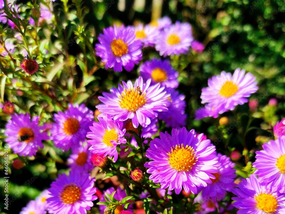 flowers in the garden flowers in the garden