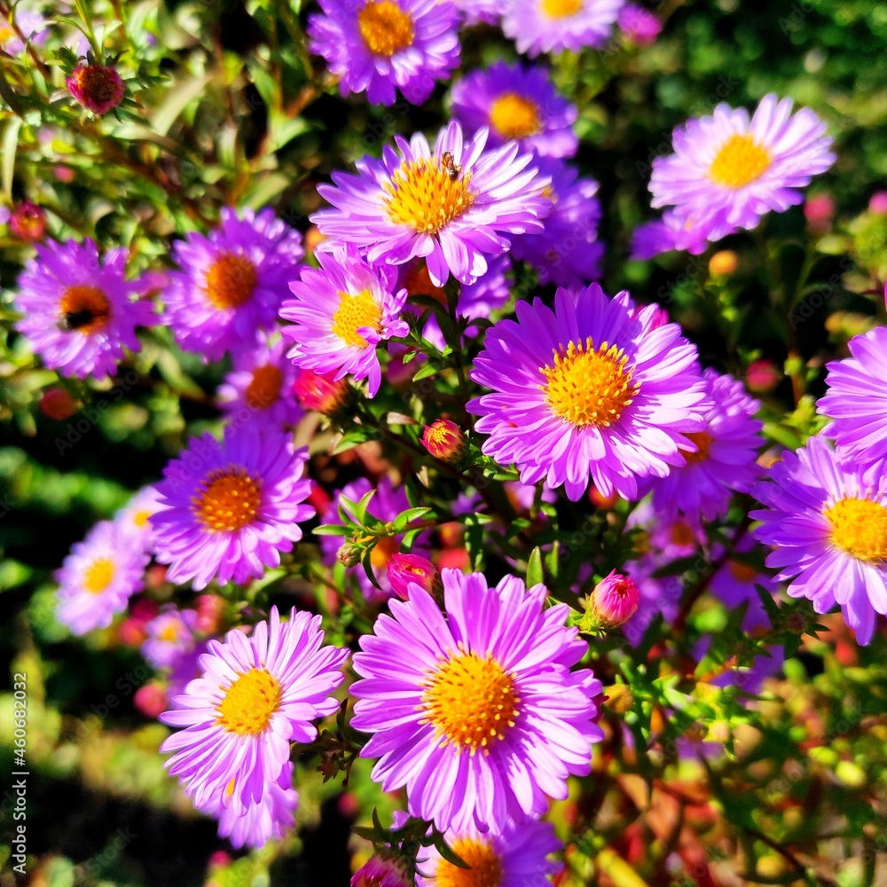 flowers in the garden flowers in the garden