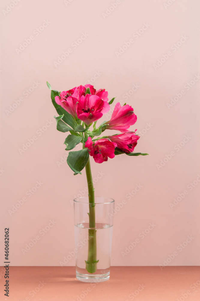 Fototapeta premium Magenta flower against pink background 