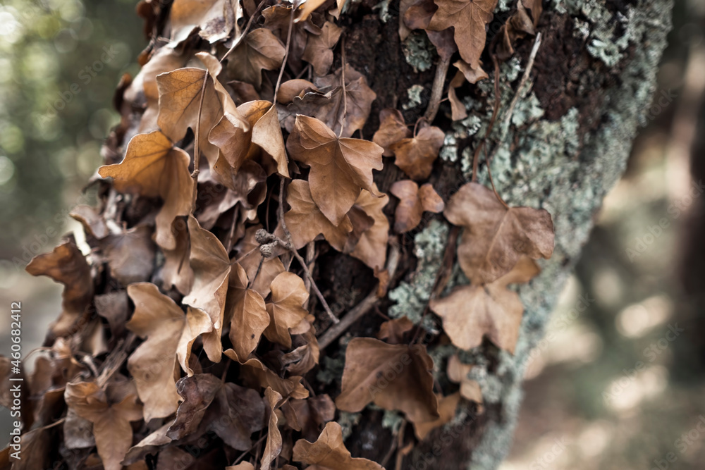 Texture tree bark and fallen Autumn leaves. Texture tree bark and fallen Autumn leaves.