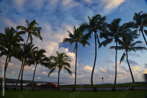 Coconut tree in Hawaii