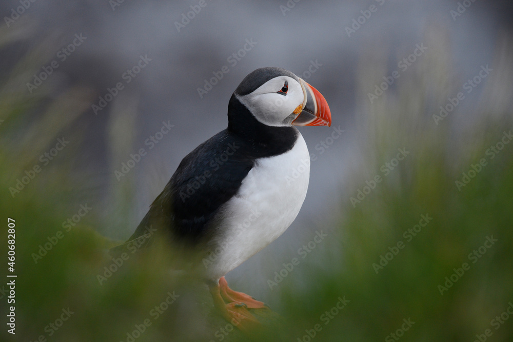 Puffin from Iceland Puffin from Iceland