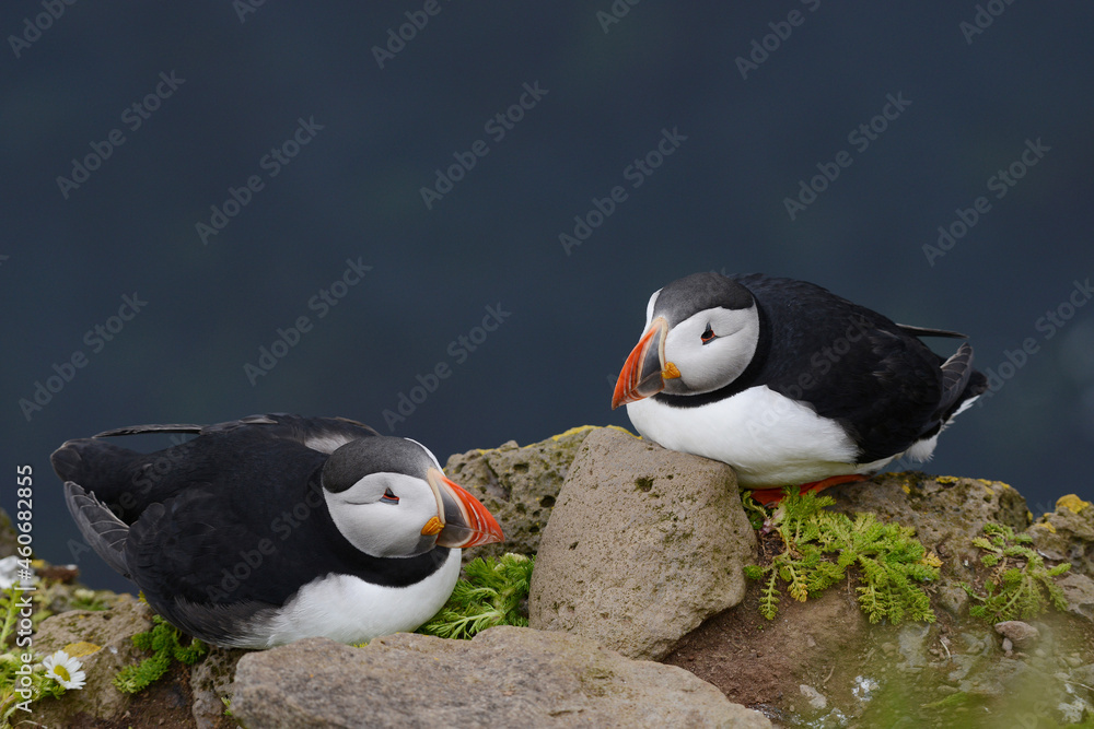 Fototapeta premium Puffin from Iceland