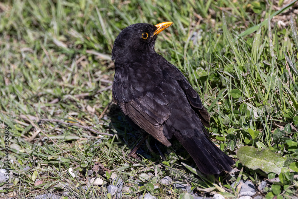 European Blackbird European Blackbird