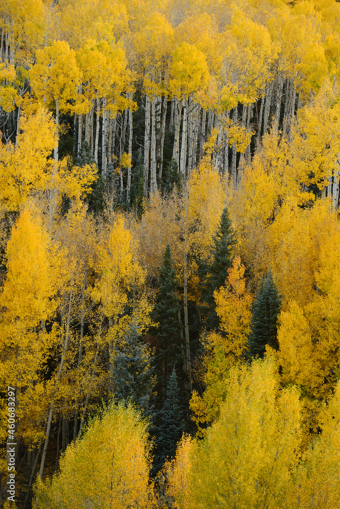 Fototapeta premium aspen autumn